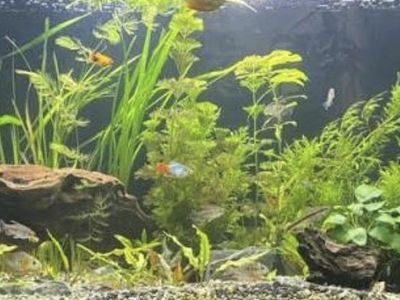 Iso Unwanted freshwater fish