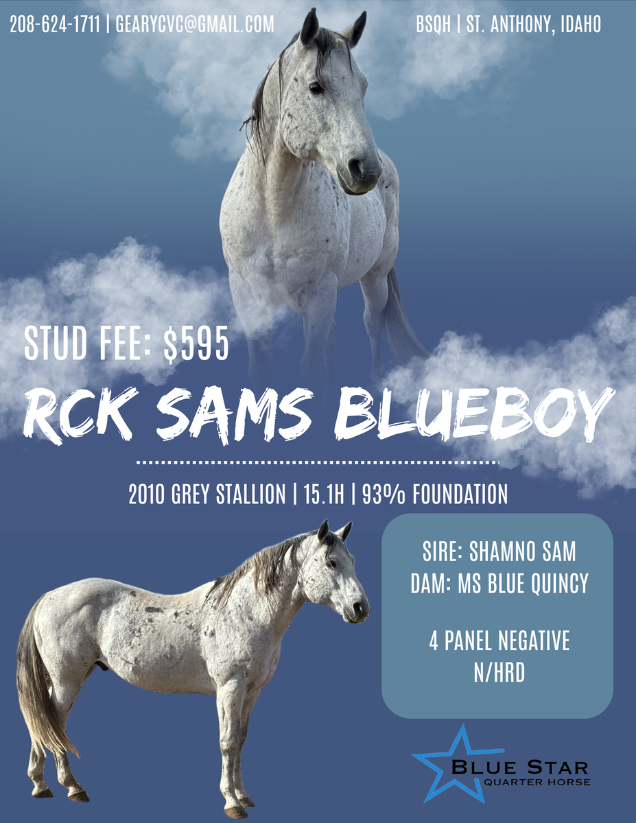 RCK Sams Blueboy 2010 Grey Stallion