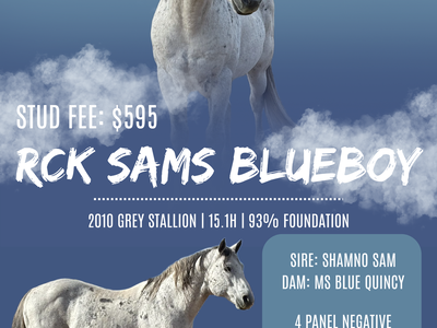 RCK Sams Blueboy 2010 Grey Stallion