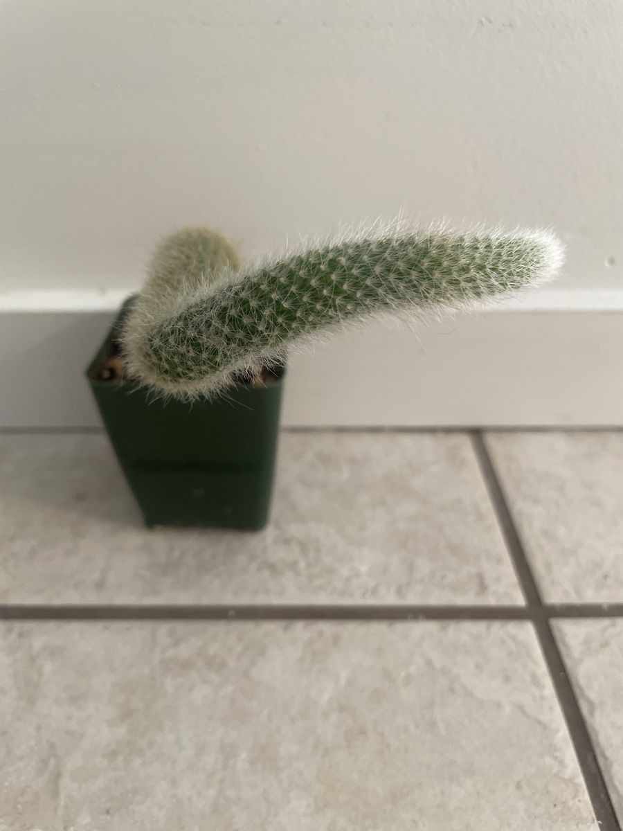 Monkey Tail Cactus