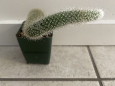 Monkey Tail Cactus
