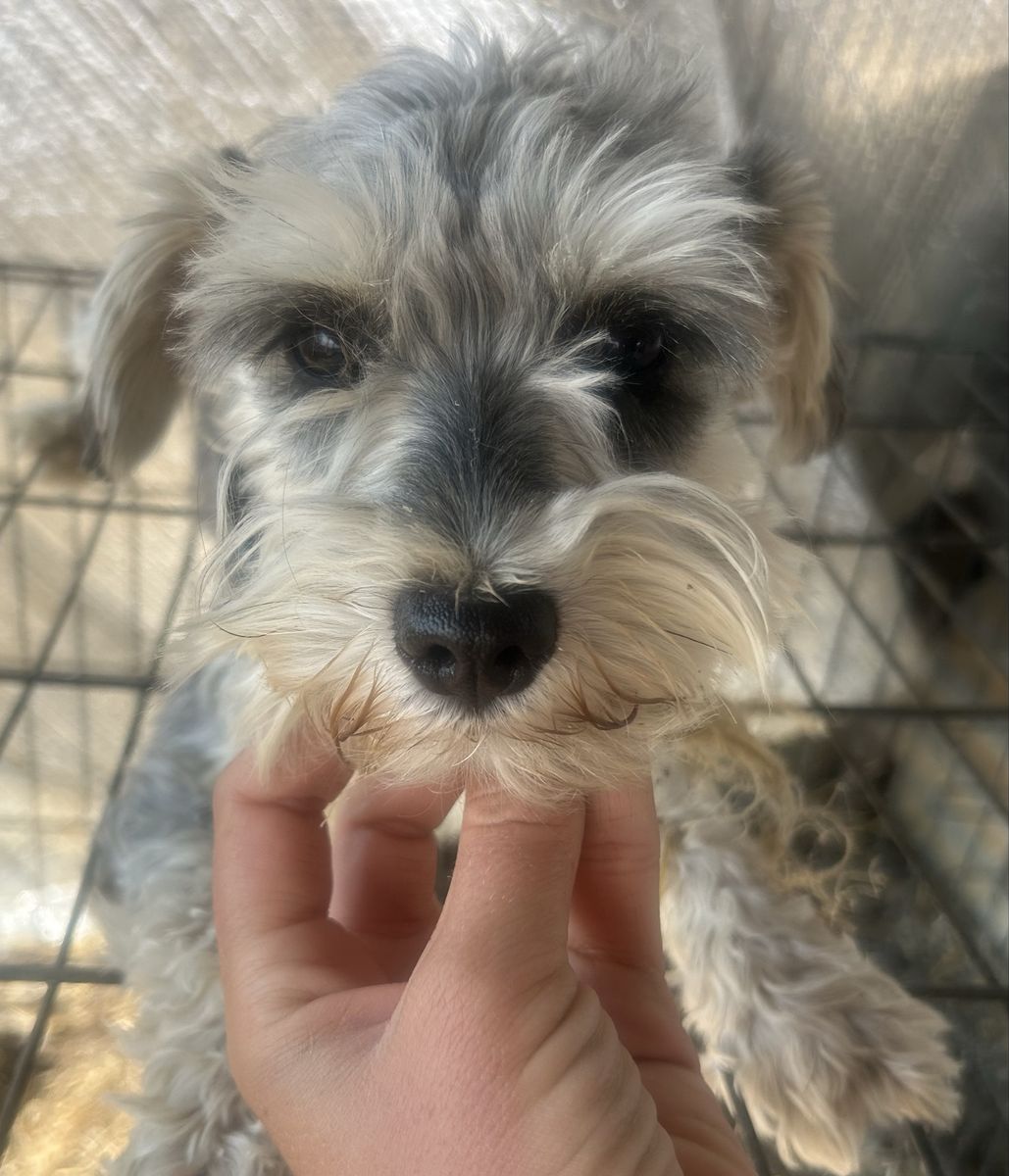 1 year old purebred female miniature schnauzer