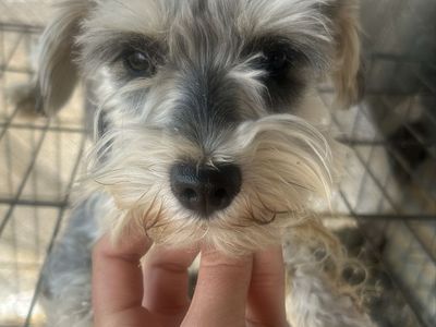 1 year old purebred female miniature schnauzer