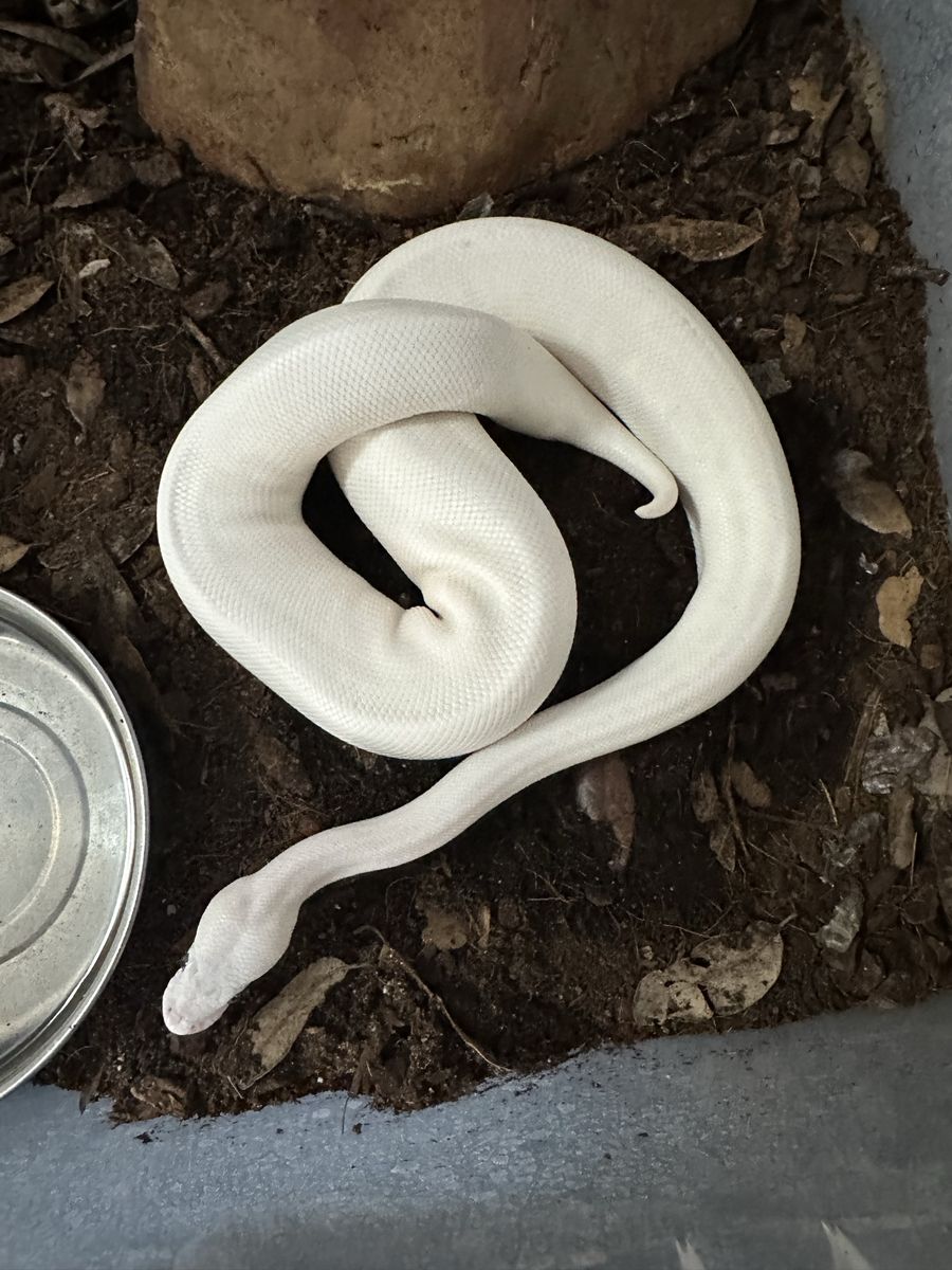 Female BEL Clown(Confirmed Pastel, Lesser, Mojave, Clown.