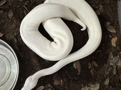 Female BEL Clown(Confirmed Pastel, Lesser, Mojave, Clown.