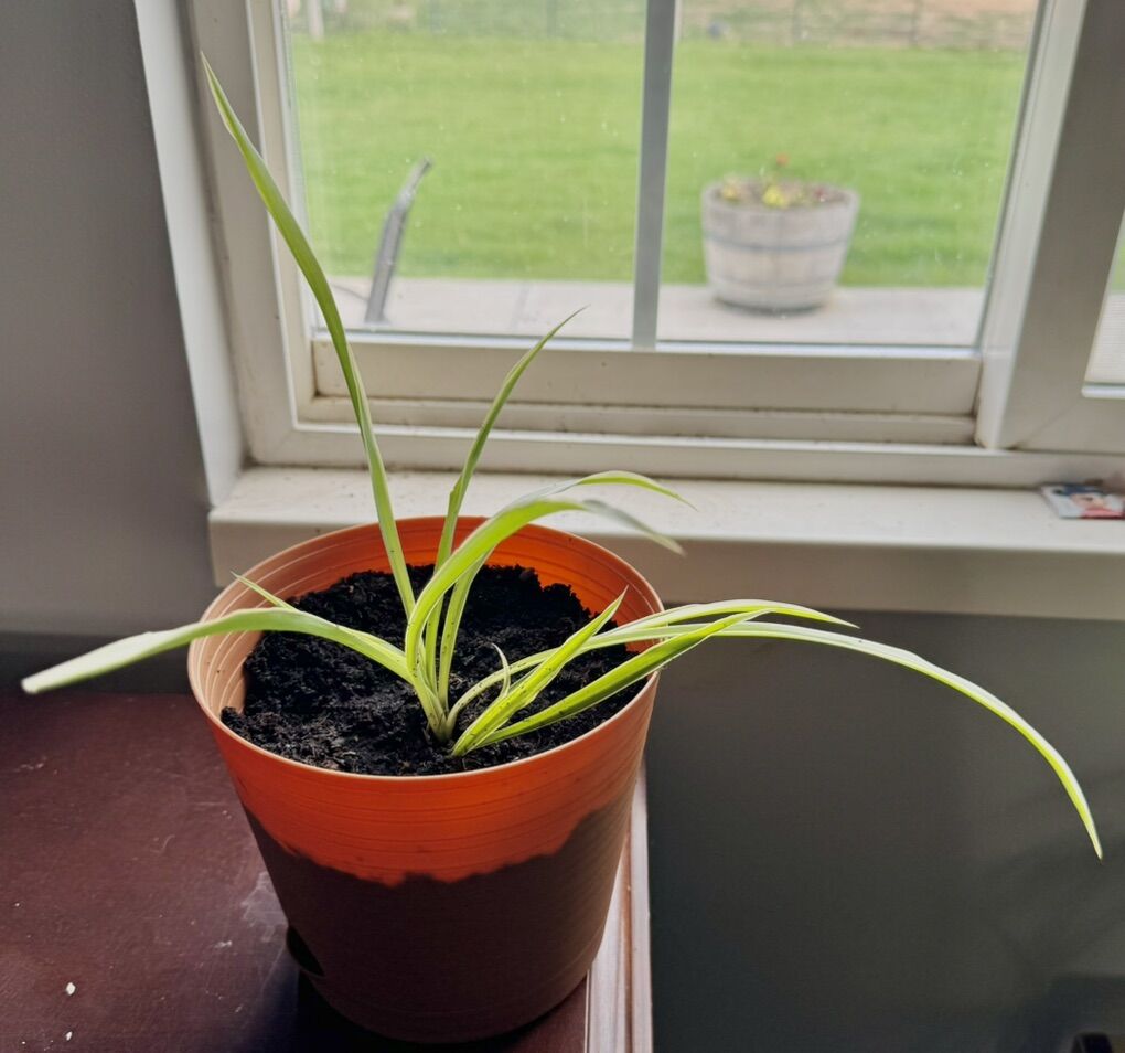 Teen Spider Plant