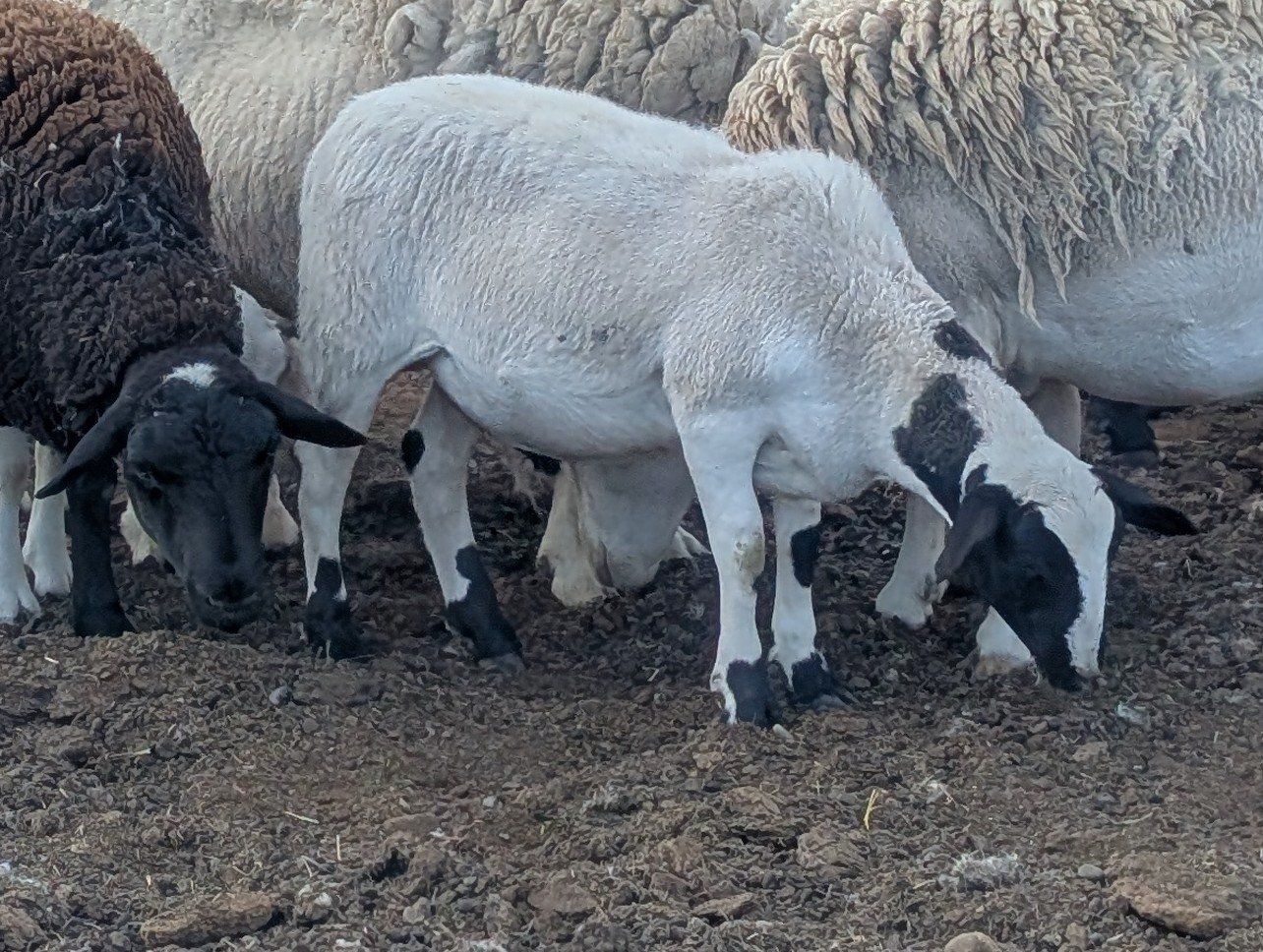 Custom Dorper Lamb