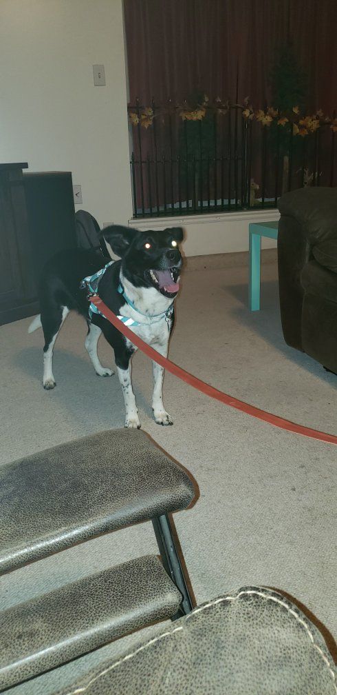 Border Collie