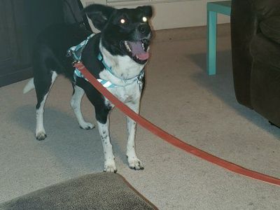 Border Collie