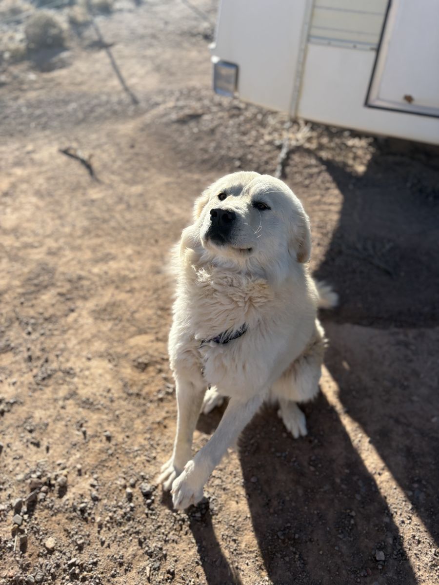 2 Gorgeous Guardians FREE to Loving Home