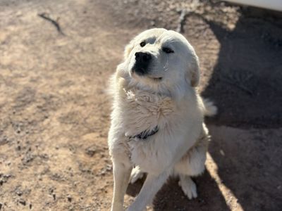 2 Gorgeous Guardians FREE to Loving Home
