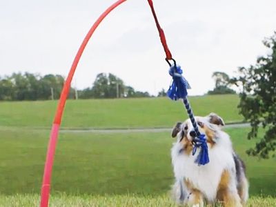 Tether-Tug Outdoor Tethered Pole Tug Toy for Dogs - Interactive Play