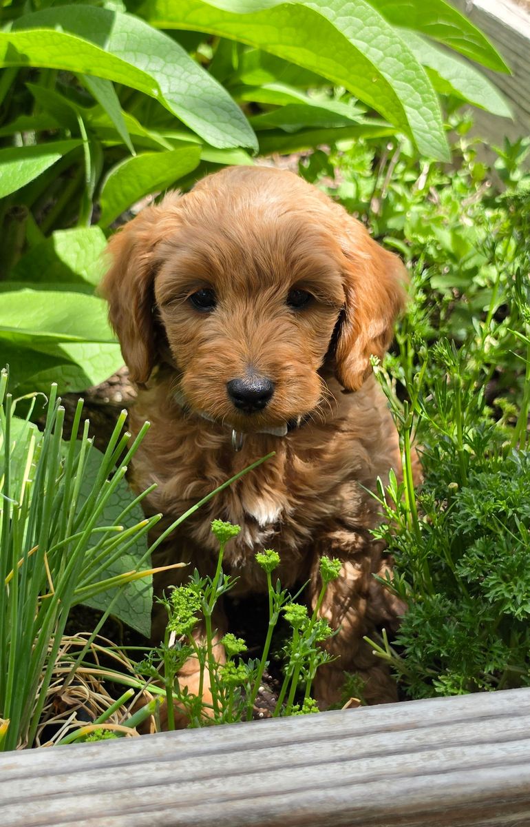 Micro-Mini F1bb Goldendoodle Puppies