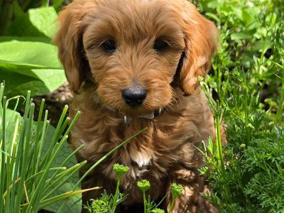 Micro-Mini F1bb Goldendoodle Puppies