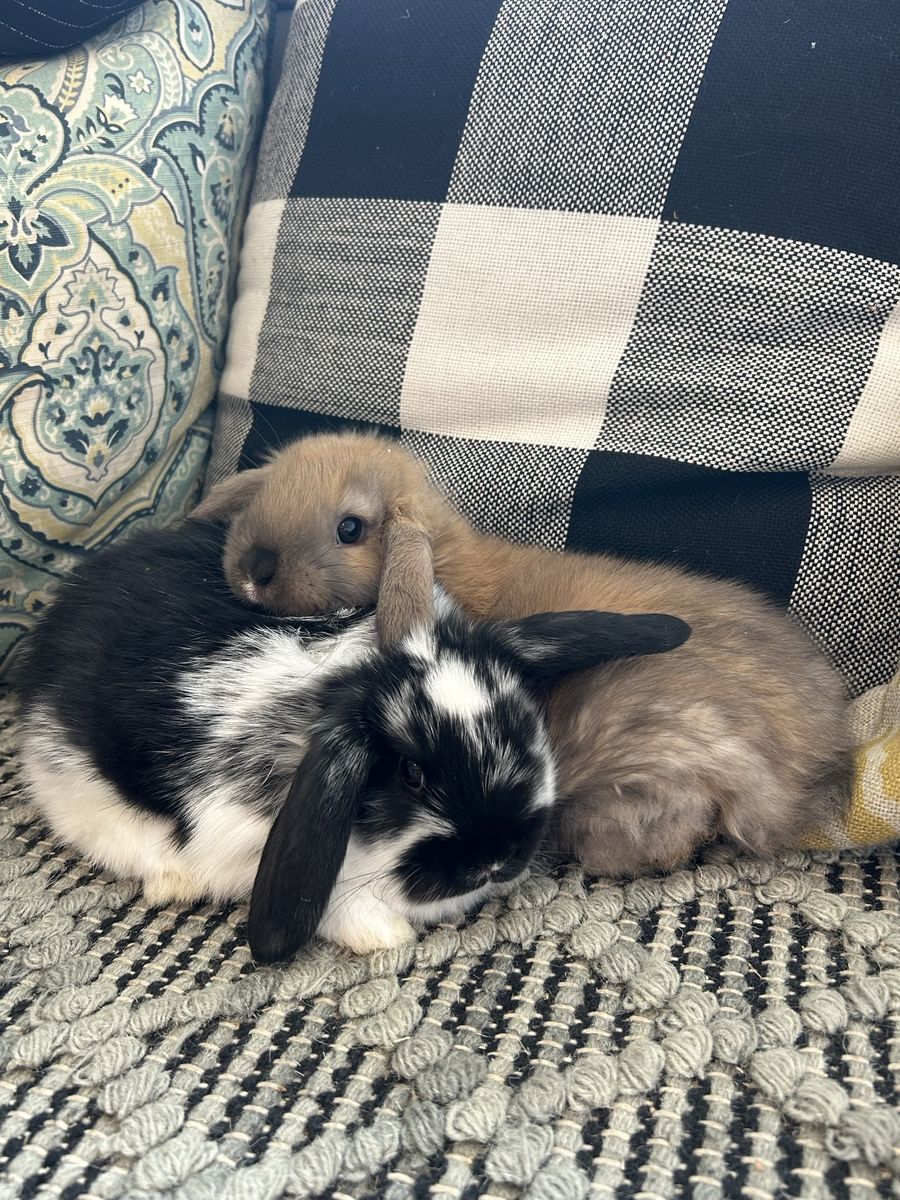 Pure Holland Lops Easter Bunnies