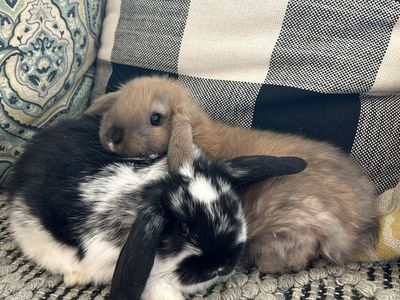 Pure Holland Lops Easter Bunnies