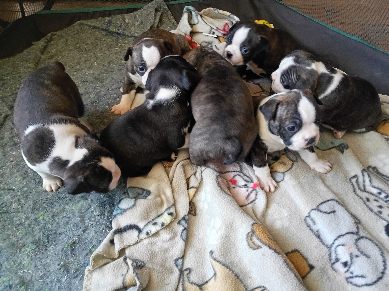 Boston terrier puppies