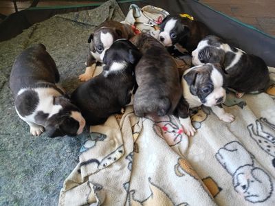 Boston terrier puppies