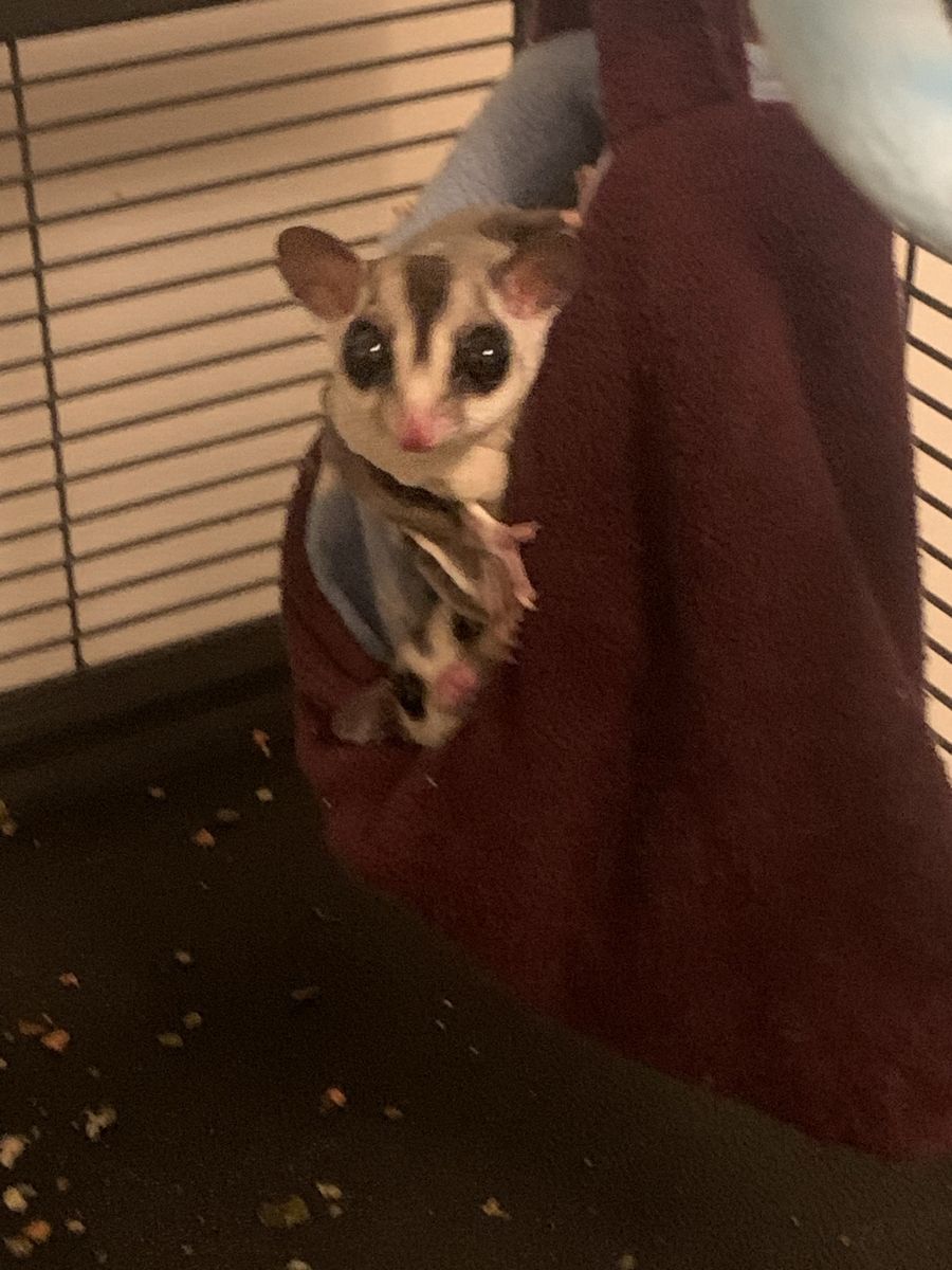 Very special Sugar Gliders with Cage  and All Accessories!!