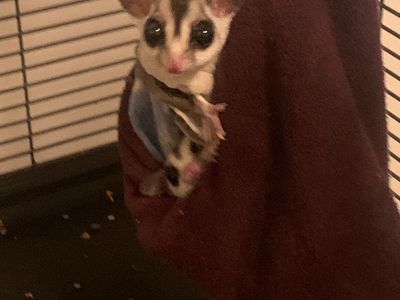 Very special Sugar Gliders with Cage and All Accessories!!