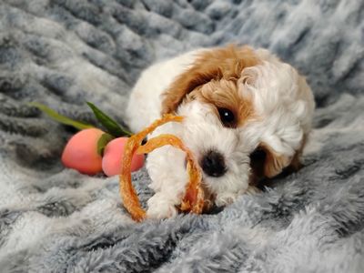Only ONE LEFT! Adorable F1b Cavapoo. Ready now!