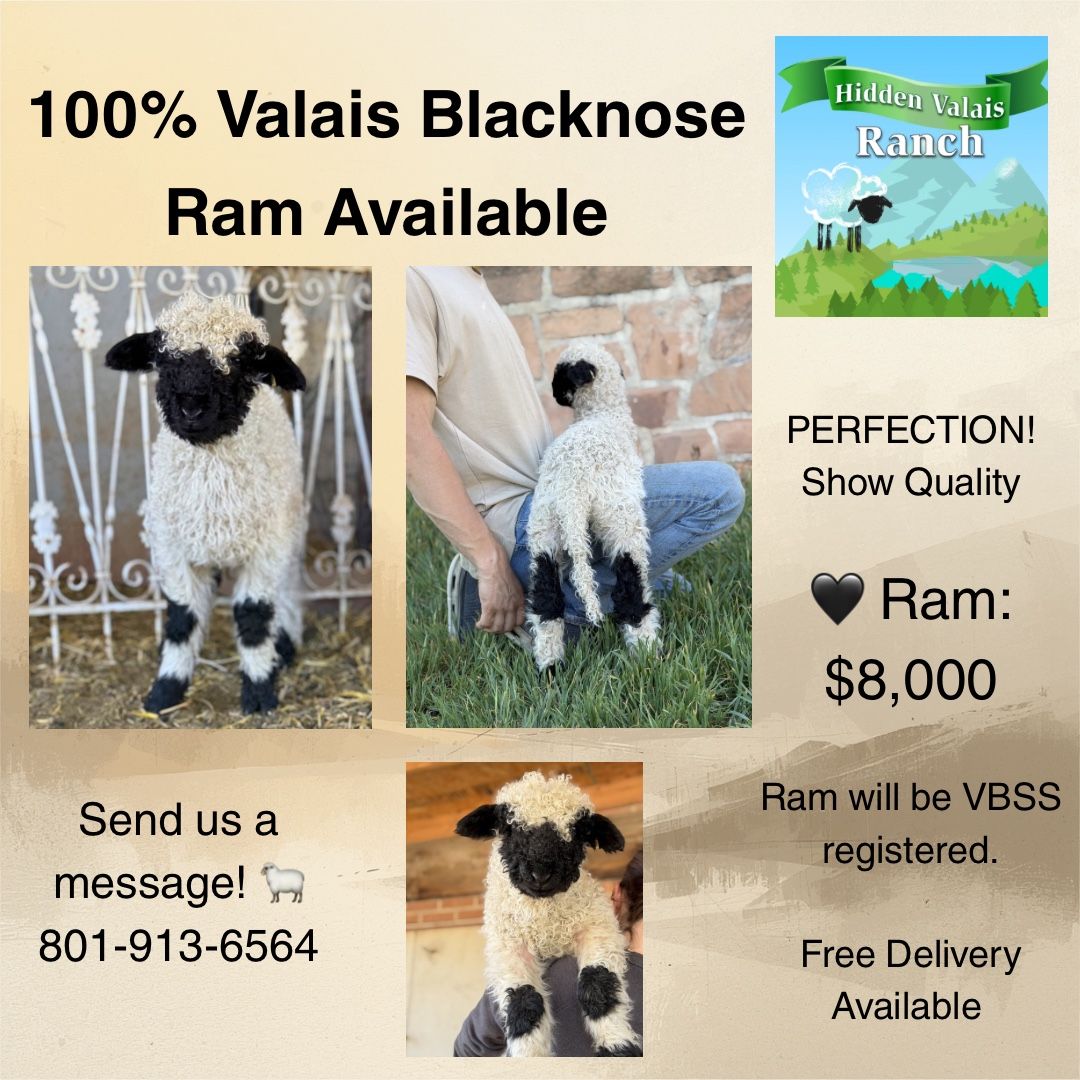 100% Valais Blacknose Ram