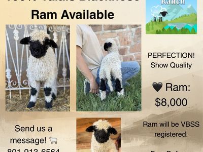 100% Valais Blacknose Ram