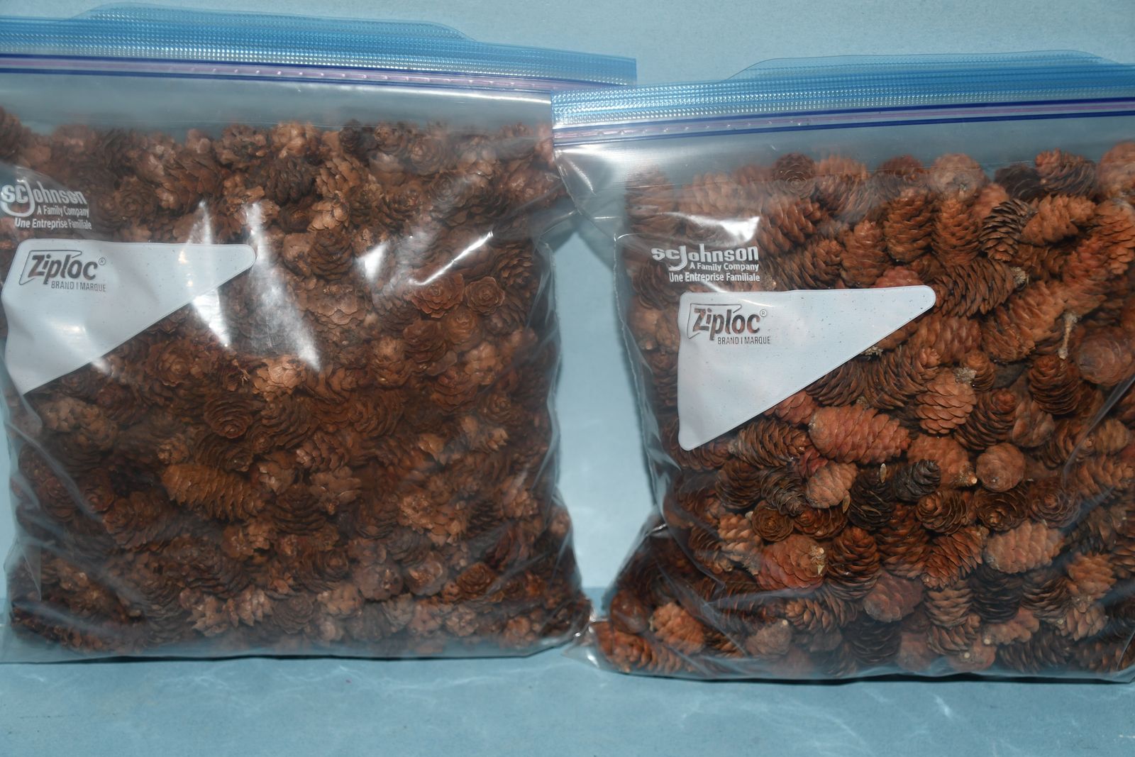 MINI PINECONES ~ 2 LARGE GALLON SIZE BAGS ~ 1" PINECONES ~ DECORATING, CRAFTS....~ BOTH FOR $5