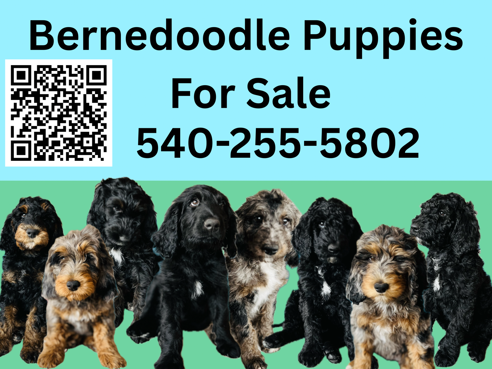 Bernedoodle puppies-ready for home!