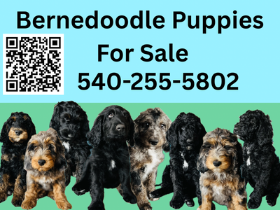Bernedoodle puppies-ready for home!