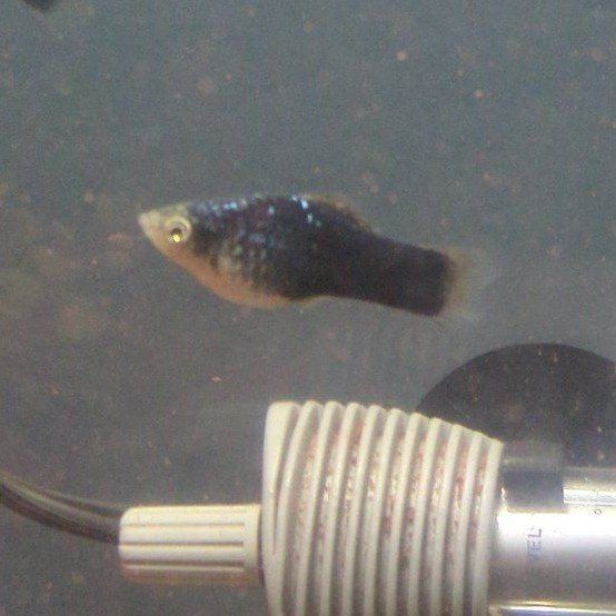 Male Green Lantern Platies For Sale