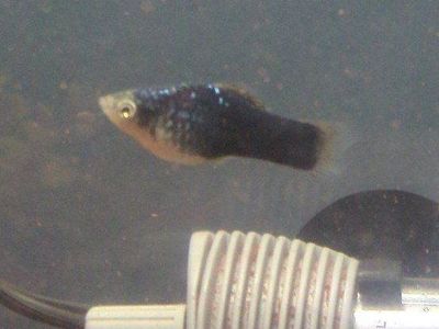 Male Green Lantern Platies For Sale