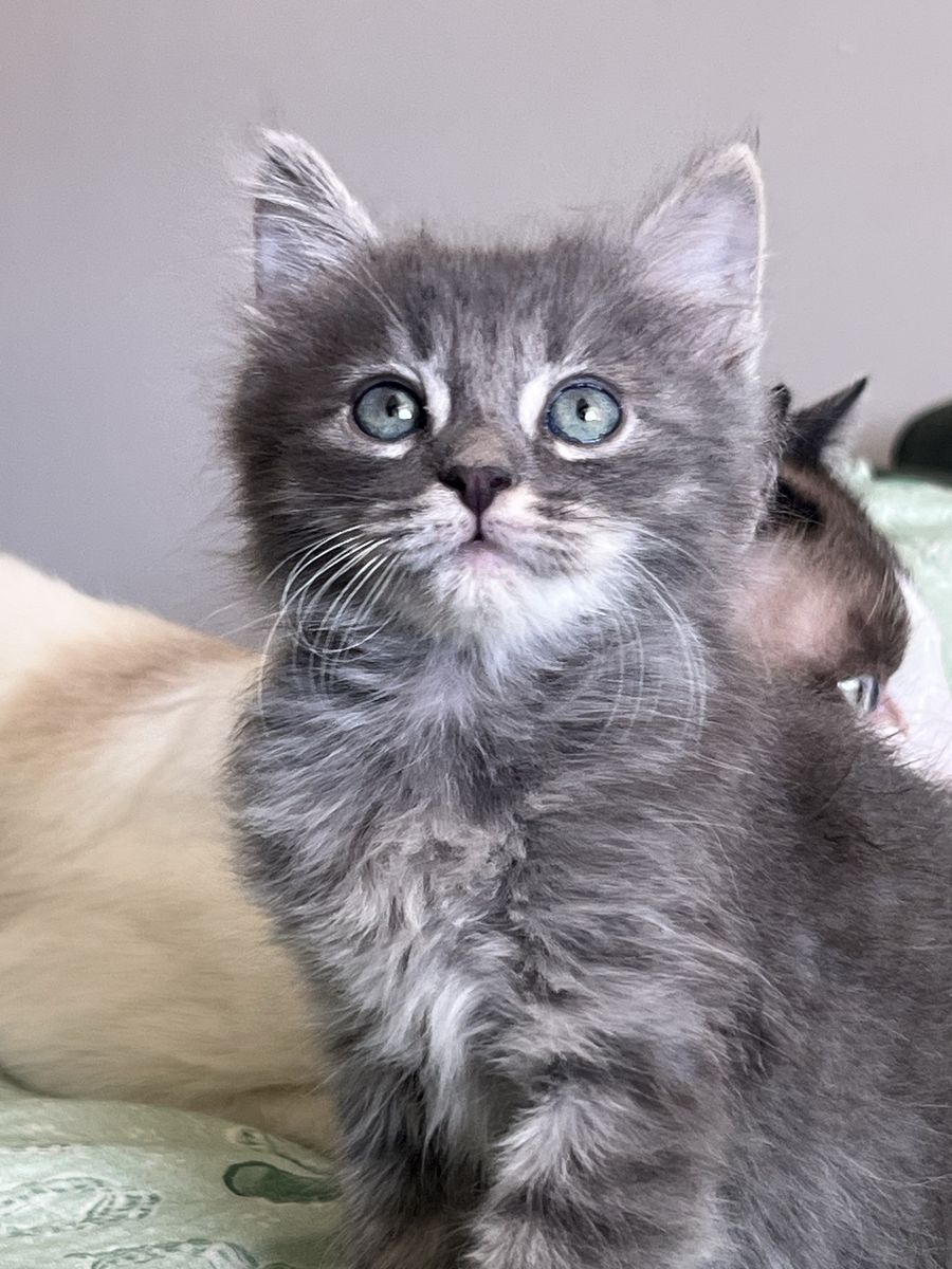 Last Chance to Own a Beautiful Siberian Kitten