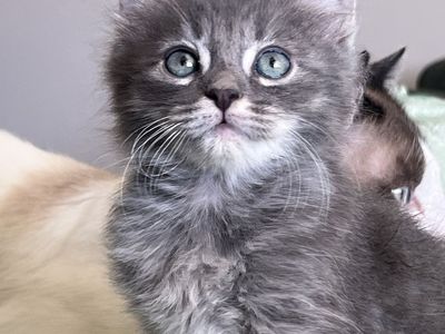 Last Chance to Own a Beautiful Siberian Kitten