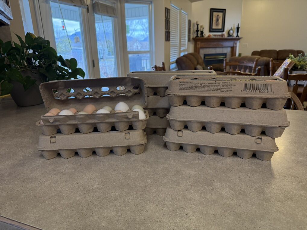 Farm Fresh Chicken Eggs