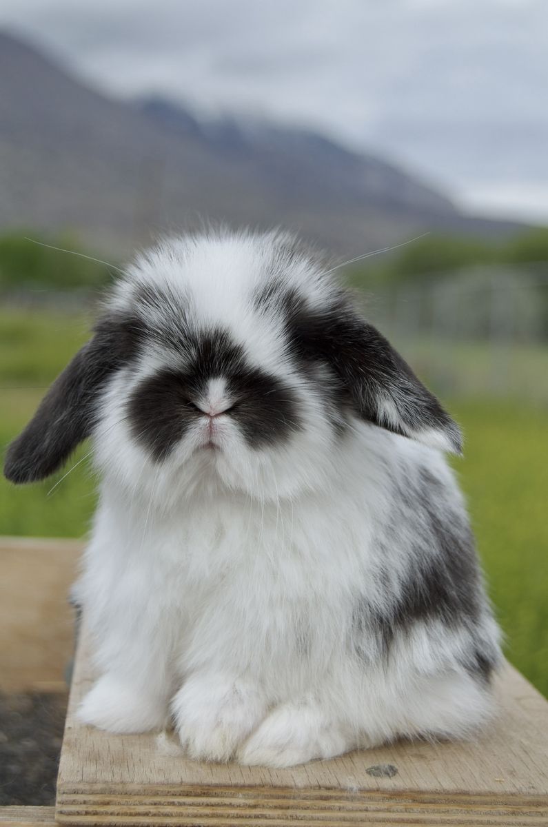 Tiny Baby Holland Lop!