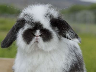 Tiny Baby Holland Lop!