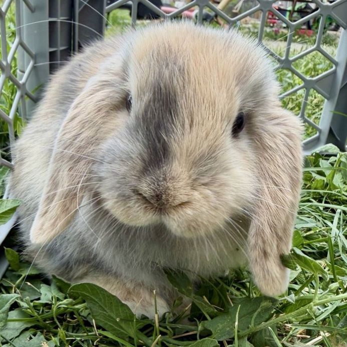 Purebred Holland Lop