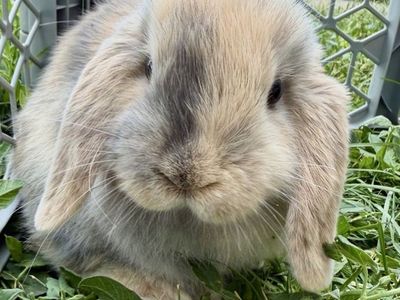 Purebred Holland Lop