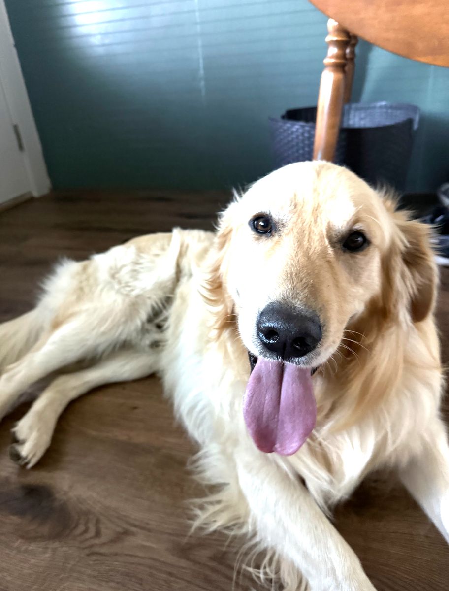 Sweet Golden Retriever