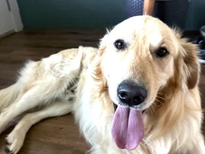 Sweet Golden Retriever