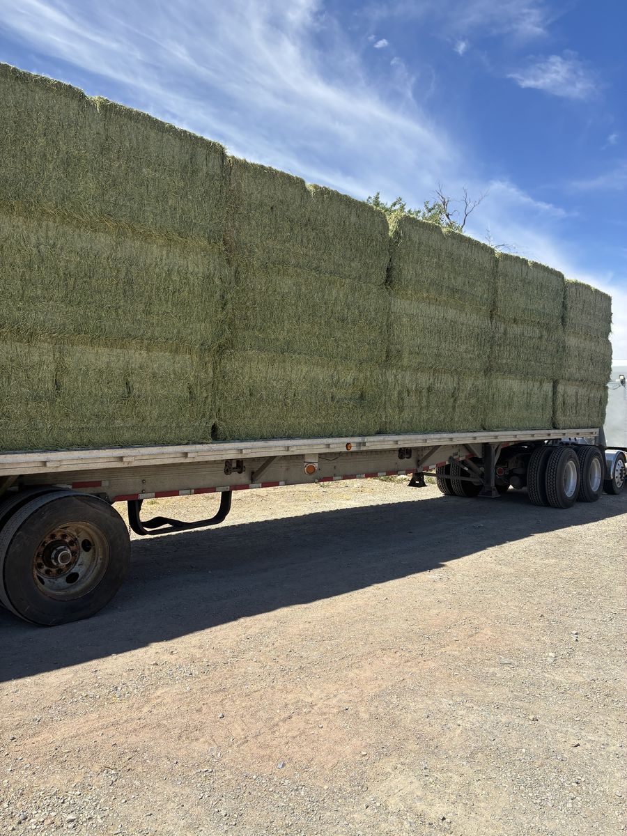 2nd cutting high quality alfalfa hay
