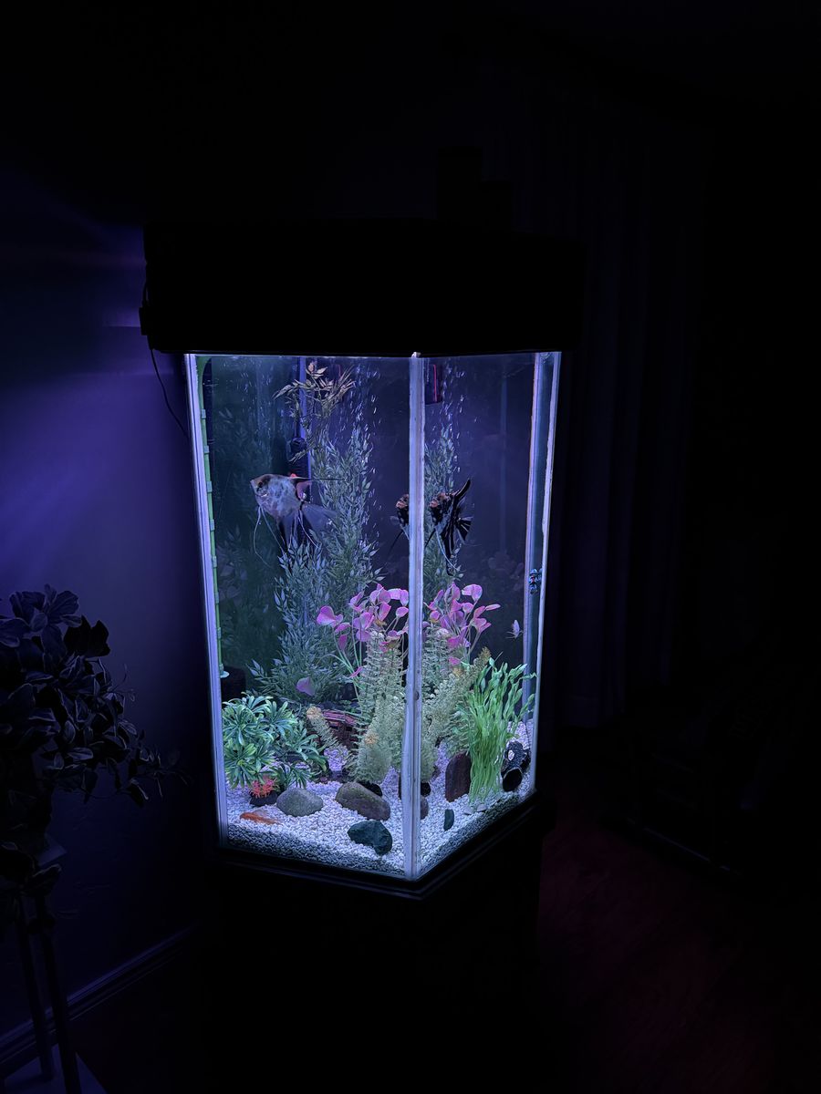 Hex fish tank