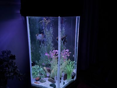 Hex fish tank
