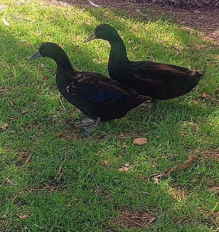 Cayuga Breeding Pair