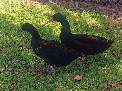 Cayuga Breeding Pair