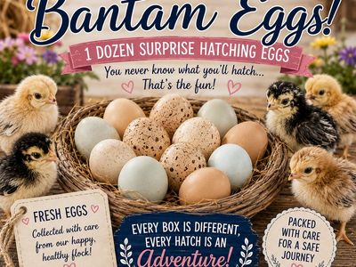 Mystery Bantam Hatching Eggs -NPIP/AI Certified 1 Dozen Fresh Eggs for a Surprise Hatching Adventure!