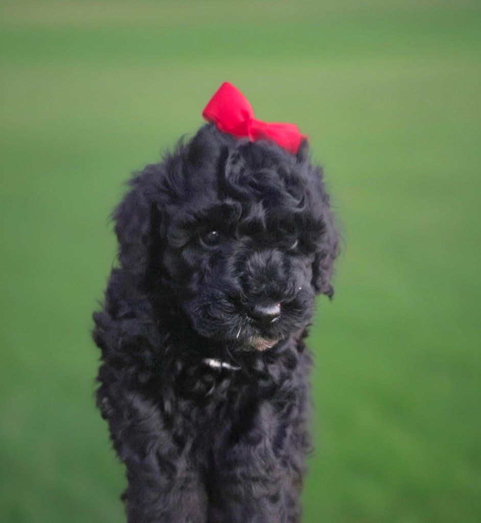 Mini Bernadoodle puppies