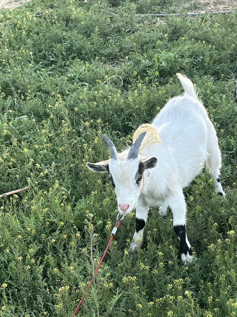 Cheap goat number 2