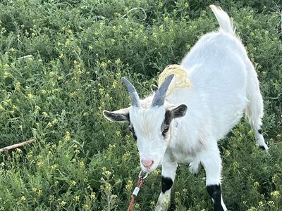 Cheap goat number 2